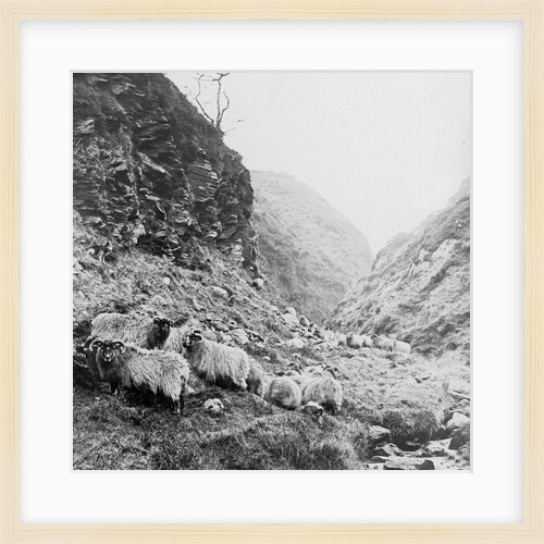 Sheep on Hillside above the Corrany, Isle of Man by George Bellett Cowen